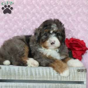 Patches, Mini Bernedoodle Puppy