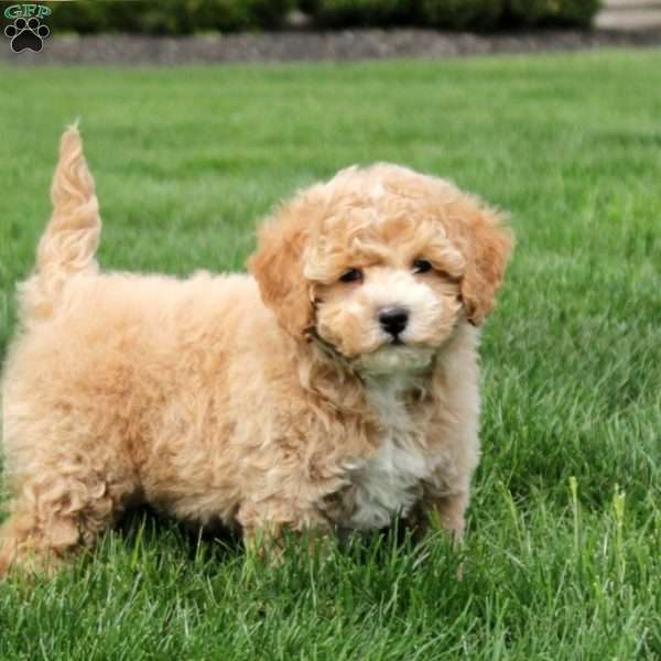Ian, Bich-Poo Puppy