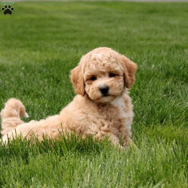 Indy, Bich-Poo Puppy