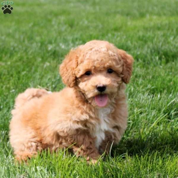 Irene, Bich-Poo Puppy