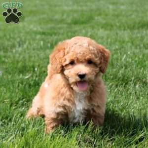 Irene, Bich-Poo Puppy