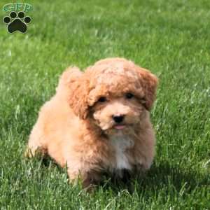 Irene, Bich-Poo Puppy
