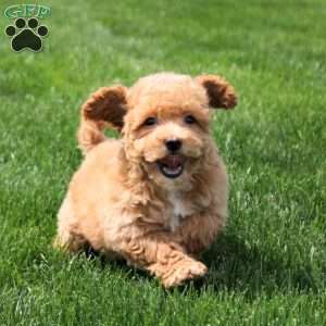 Irene, Bich-Poo Puppy