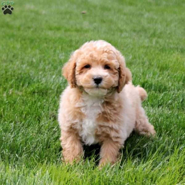 Isaiah, Bich-Poo Puppy
