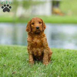 Chuck, Irish Doodle Puppy
