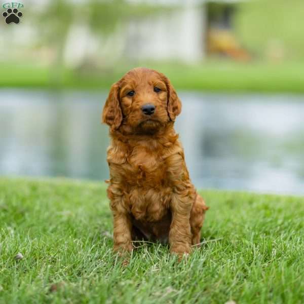 Chuck, Irish Doodle Puppy