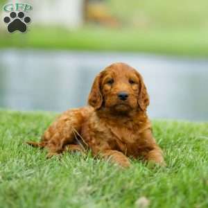 Chuck, Irish Doodle Puppy