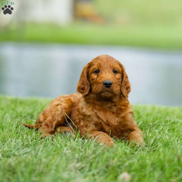Chuck, Irish Doodle Puppy