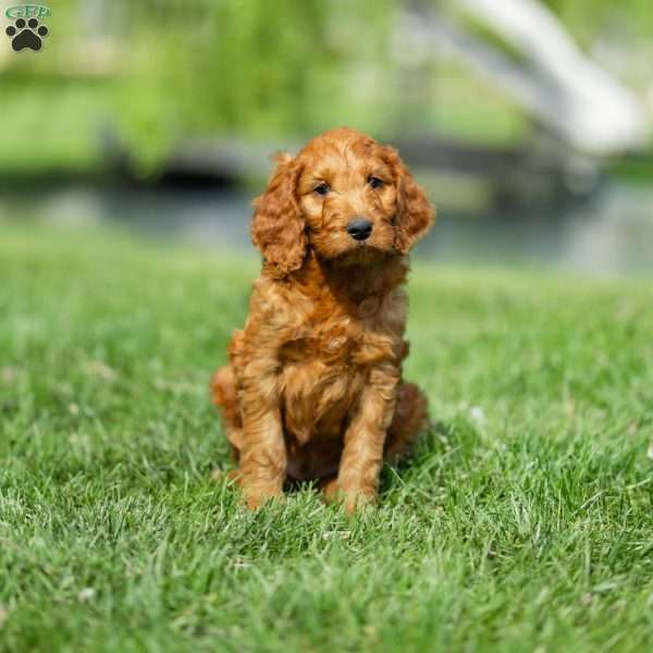 Clifford, Irish Doodle Puppy