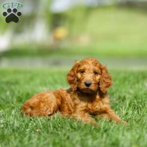 Clifford, Irish Doodle Puppy