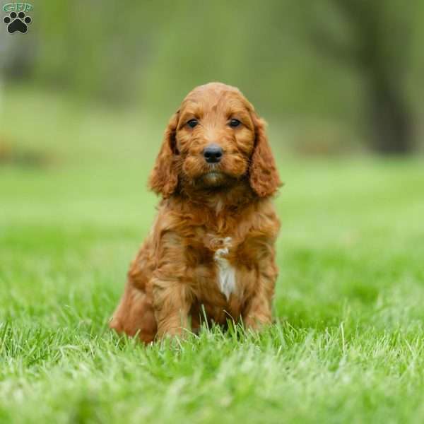 Curly, Irish Doodle Puppy