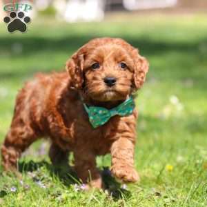 Jack, Cockapoo Puppy