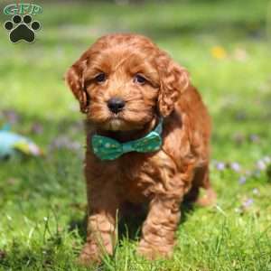 Jack, Cockapoo Puppy