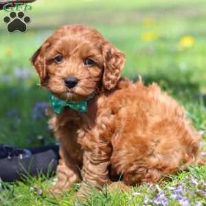 Jack, Cockapoo Puppy