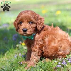 Jack, Cockapoo Puppy