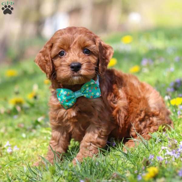Jack, Cockapoo Puppy