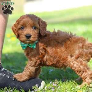 Jack, Cockapoo Puppy