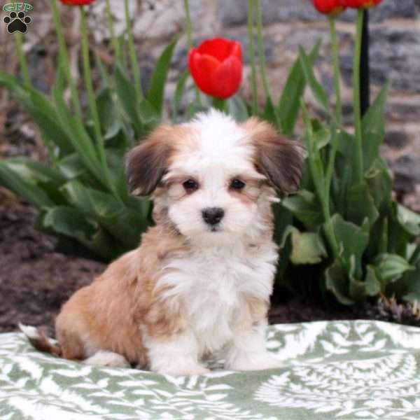 Jackie, Havanese Puppy