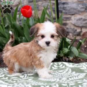 Jackie, Havanese Puppy