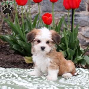 Jackie, Havanese Puppy