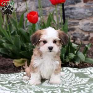 Jackie, Havanese Puppy