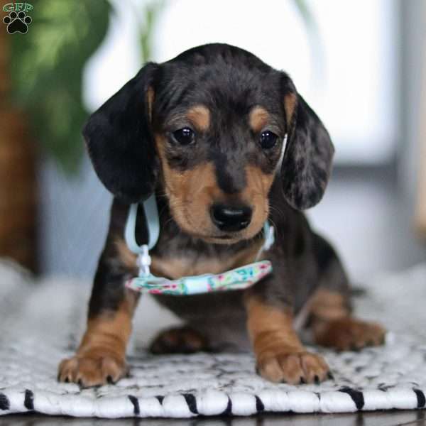 Jake, Dachshund Puppy