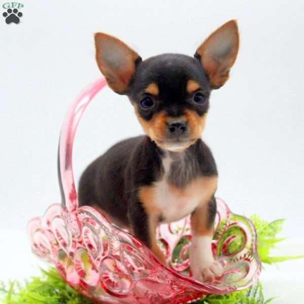 Janae- teacup, Chorkie Puppy