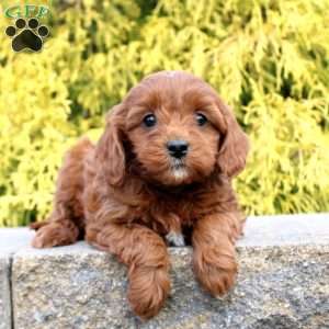 Janie, Cavapoo Puppy