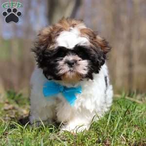 Jason, Shih Tzu Puppy