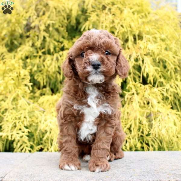 Jasper, Cavapoo Puppy