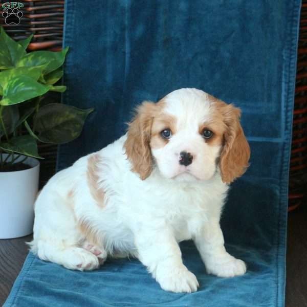 Jaxon, Cavachon Puppy