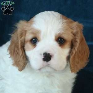 Jaxon, Cavachon Puppy
