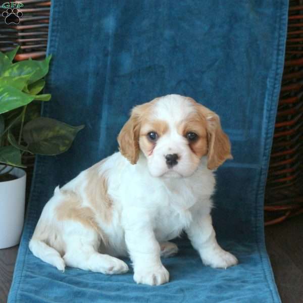 Jayla, Cavachon Puppy
