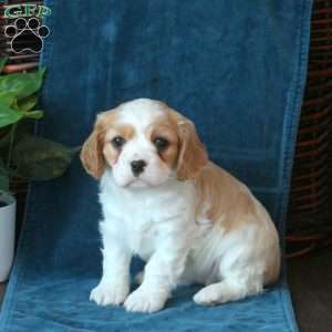 Jayla, Cavachon Puppy