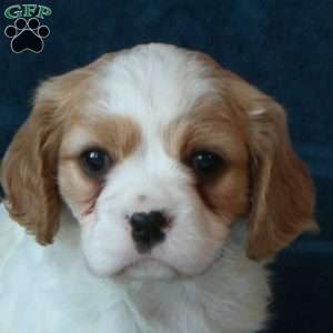 Jayla, Cavachon Puppy
