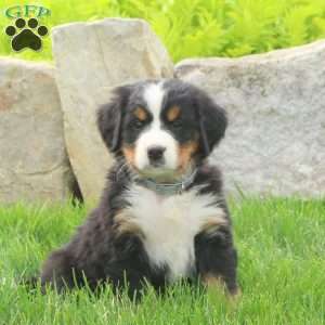 Jazzy - Bernese Mountain Dog Puppy For Sale in Pennsylvania