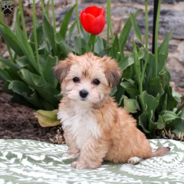 Jeannie, Havanese Puppy
