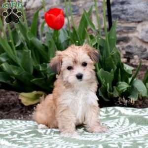 Jeannie, Havanese Puppy