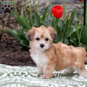 Jeannie, Havanese Puppy