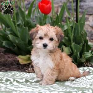 Jeannie, Havanese Puppy