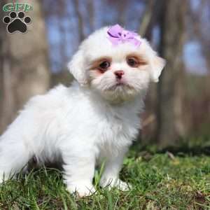 Jenna, Lhasa Apso Puppy