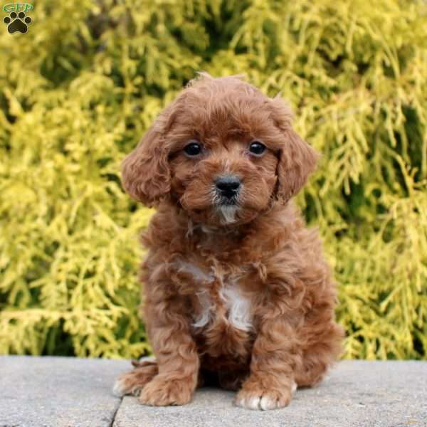 Jennifer, Cavapoo Puppy