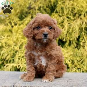 Jennifer, Cavapoo Puppy
