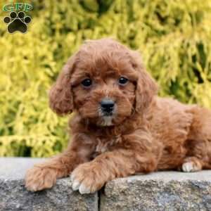 Jennifer, Cavapoo Puppy