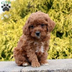 Jennifer, Cavapoo Puppy