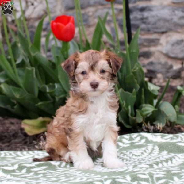Jenny, Havanese Puppy