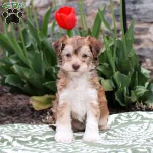 Jenny, Havanese Puppy