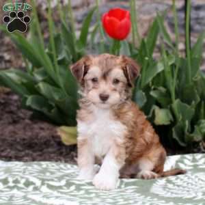 Jenny, Havanese Puppy