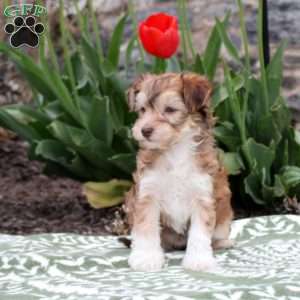 Jenny, Havanese Puppy