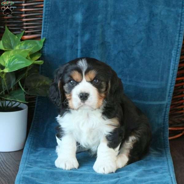 Jett, Cavachon Puppy